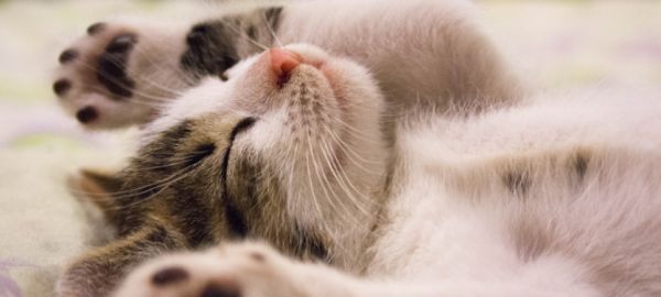 从出生到一岁半，小猫咪的6个重要生长和社会化阶段