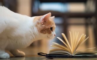 科學(xué)喂養(yǎng)貓咪，如何才能讓它健康成長？