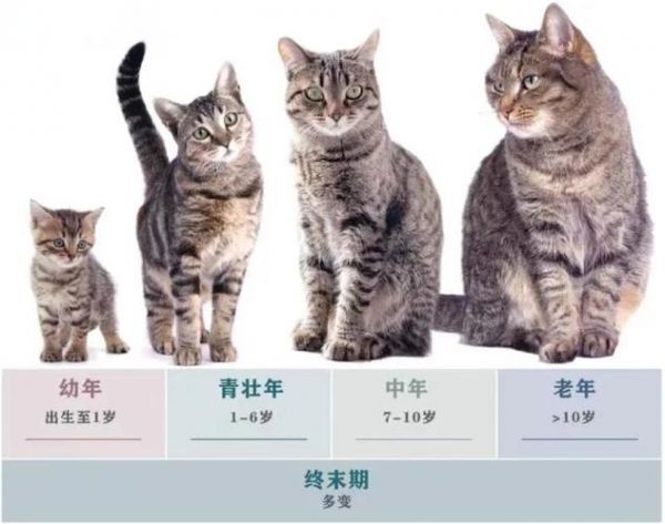 貓幼年、青年、中年、老年和臨終階段（貓生命階段指南）