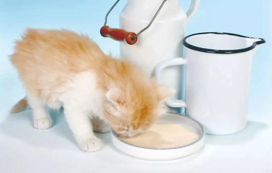 一周大的小奶貓怎么養(yǎng) 科學喂養(yǎng)純干貨