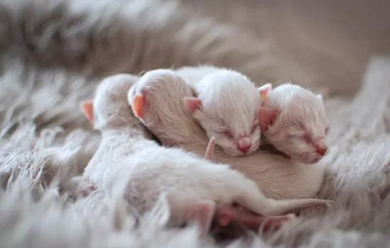 一周大的小奶貓怎么養(yǎng) 科學喂養(yǎng)純干貨