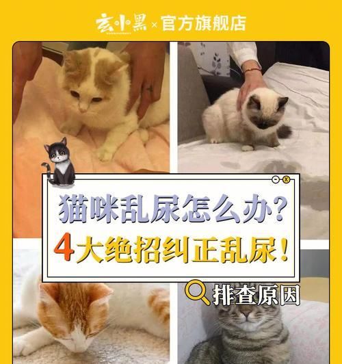 培養(yǎng)母貓的習(xí)慣，讓小貓健康成長(zhǎng)（培養(yǎng)母貓的習(xí)慣）