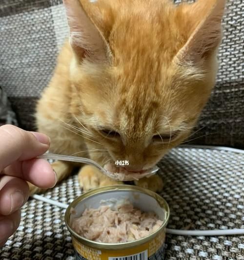 了解小貓疫苗種類，為寵物健康保駕護(hù)航（掌握小貓疫苗的分類及注射方法，讓愛(ài)寵健康成長(zhǎng)）