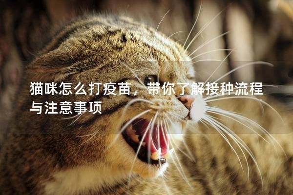 貓咪怎么打疫苗，帶你了解接種流程與注意事項(xiàng)