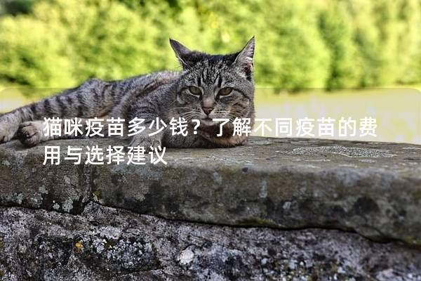 貓咪疫苗多少錢(qián)？了解不同疫苗的費(fèi)用與選擇建議