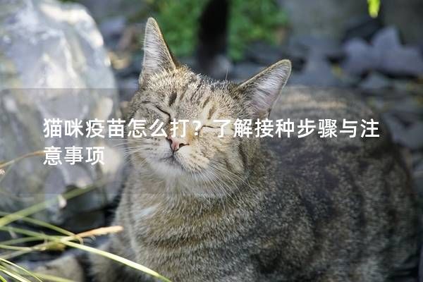 貓咪疫苗怎么打？了解接種步驟與注意事項(xiàng)