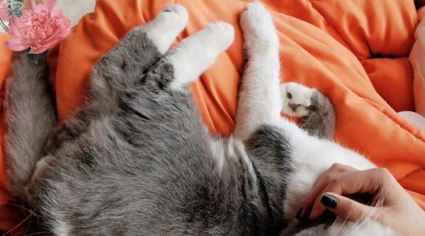 剛生的小貓不吃奶怎么辦？怎樣判斷小貓的健康狀況？