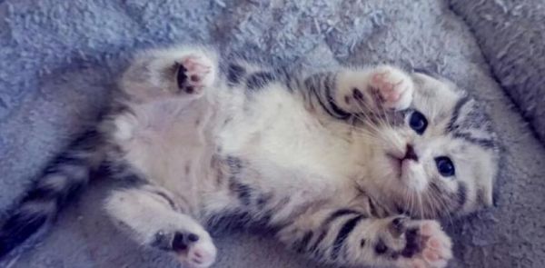 剛生的小貓不吃奶怎么辦？怎樣判斷小貓的健康狀況？