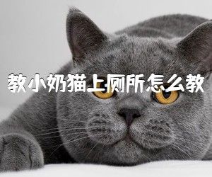 教小奶貓上廁所怎么教