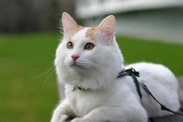 小奶貓怎么養(yǎng)