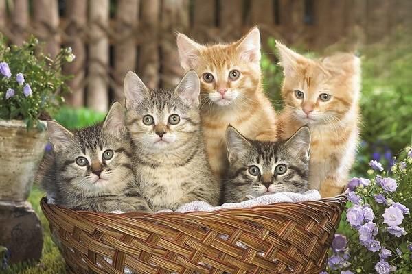 小貓咪怎么養(yǎng)