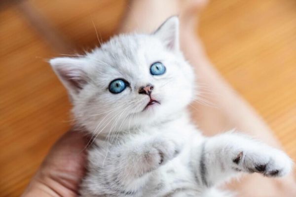 小奶猫有猫癣怎么办？附预防猫藓的几个方法