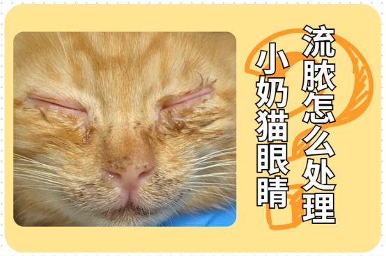小奶猫眼睛流脓怎么处理?