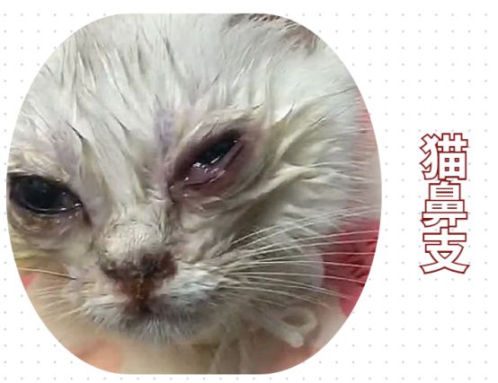 小奶猫眼睛流脓怎么办?