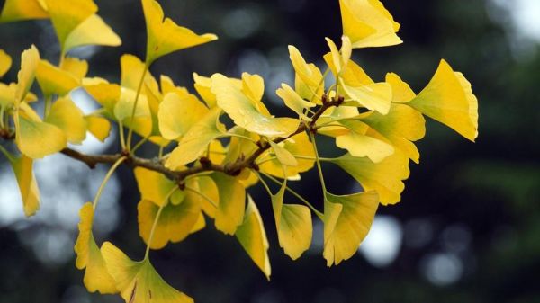 秋季養(yǎng)生：如何降火祛燥，保持身體健康