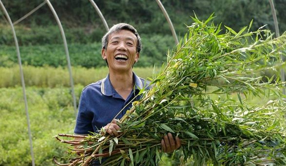 古藺趕黃草變“搖錢草”