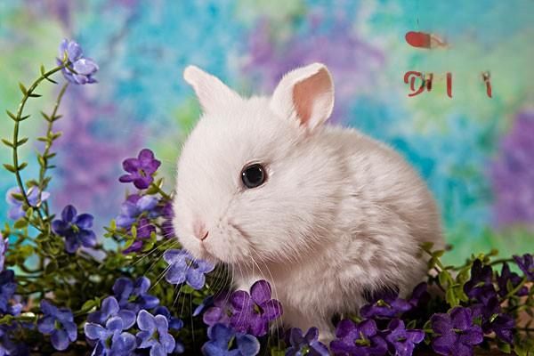 兔子肺炎的癥狀和治療方法