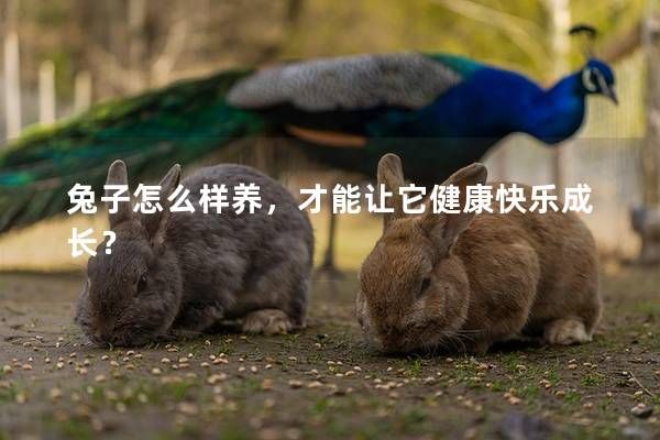 兔子怎么樣養(yǎng)，才能讓它健康快樂(lè)成長(zhǎng)？