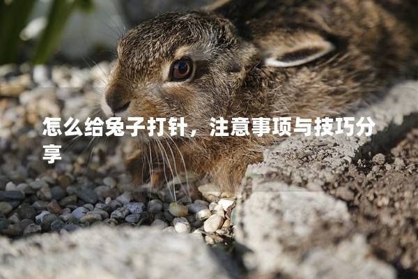 怎么給兔子打針，注意事項(xiàng)與技巧分享