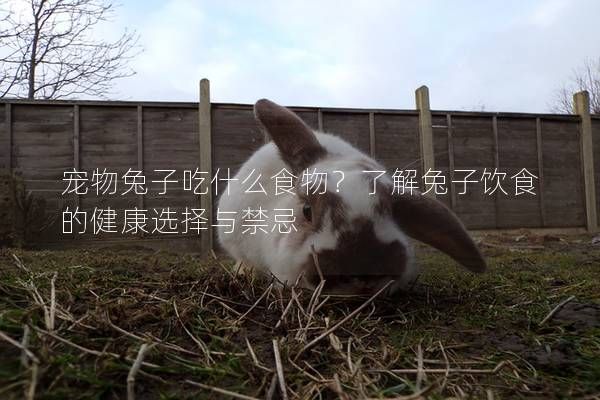 寵物兔子吃什么食物？了解兔子飲食的健康選擇與禁忌