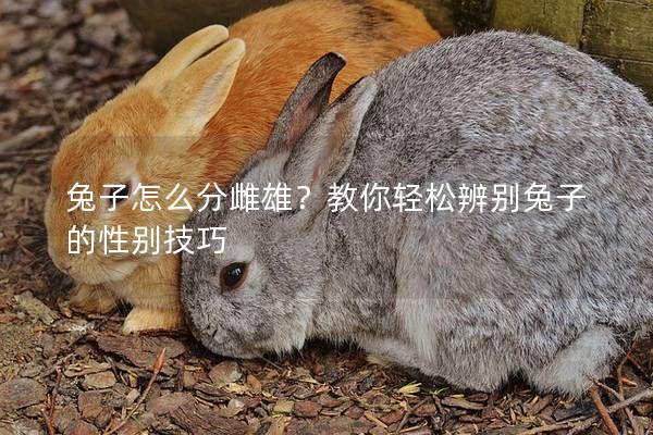 兔子怎么分雌雄？教你輕松辨別兔子的性別技巧