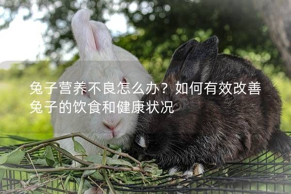 兔子营养不良怎么办？如何有效改善兔子的饮食和健康状况