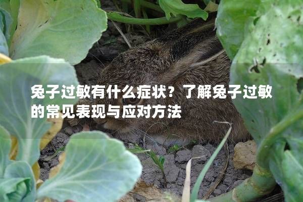 兔子過敏有什么癥狀？了解兔子過敏的常見表現(xiàn)與應(yīng)對(duì)方法