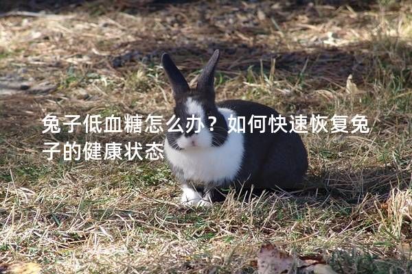 兔子低血糖怎么辦？如何快速恢復(fù)兔子的健康狀態(tài)