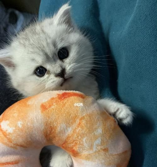 如何判断宠物奶猫的大便是否正常(通过观察颜色)