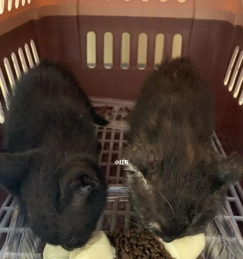 如何判断宠物奶猫的大便是否正常(通过观察颜色)