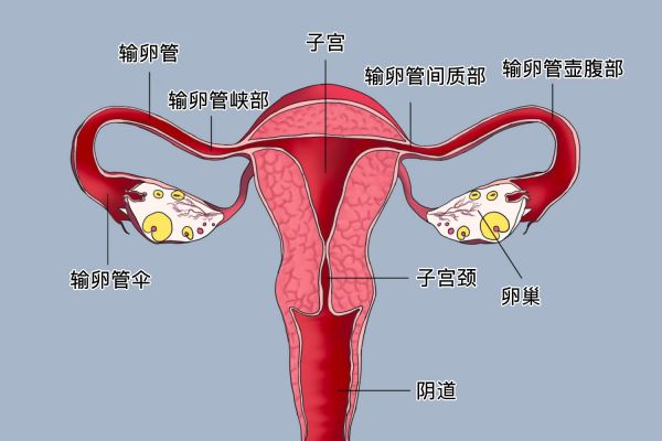 健康子宮形態(tài)圖