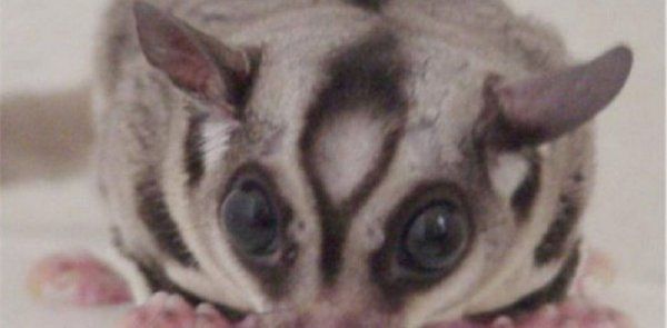 蜜袋鼯有傳染病和寄生蟲嗎