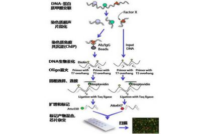 染色質免疫沉淀（CHIP）&qPCR鑒定——為您提供完整的CHIP實驗報告單-染色質免疫沉淀結果圖怎么看