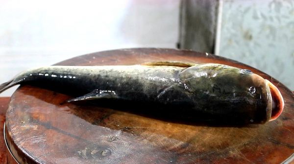 大頭魚這樣做最好吃，肉質(zhì)鮮美，嫩滑爽口，我家一周要吃三次