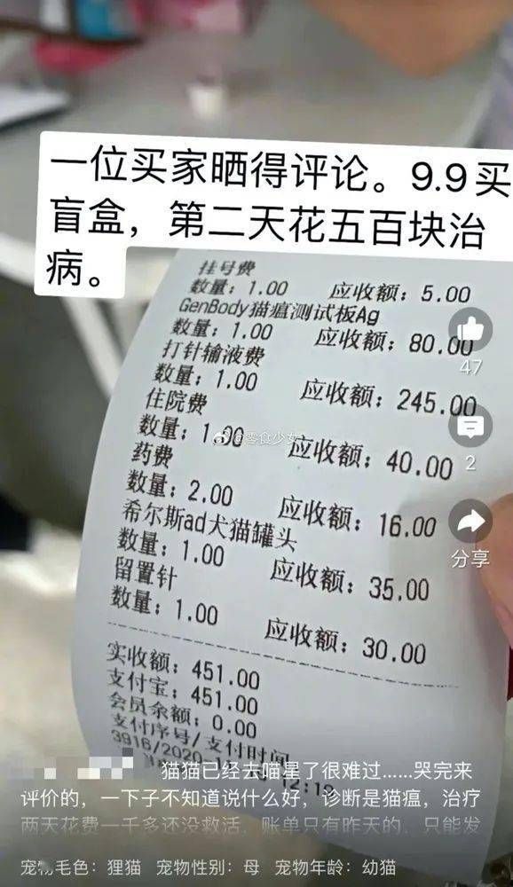宠物猫咪健康证办理指南