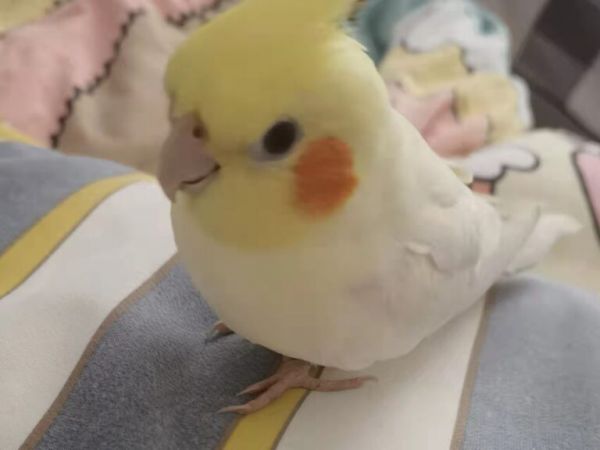 手養(yǎng)玄鳳的五大缺點(diǎn)，入手前請先提前閱讀本文
