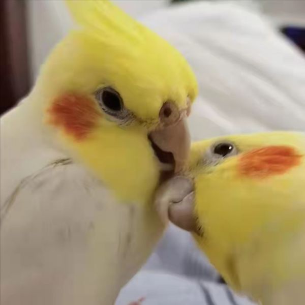 手養(yǎng)玄鳳的五大缺點(diǎn)，入手前請先提前閱讀本文