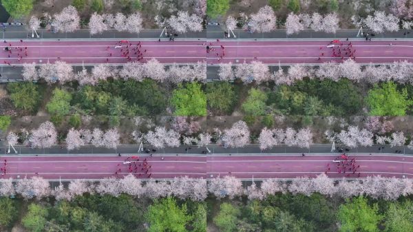 櫻花跑道人群運動航拍