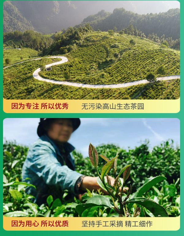 熙牧源 2020新茶 碧螺春 明前嫩芽綠茶 125g/罐 圖8