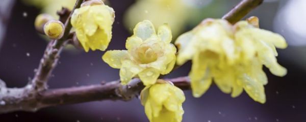 胸部如何保養(yǎng) 胸部怎么保養(yǎng) 胸部保養(yǎng)方法有哪些