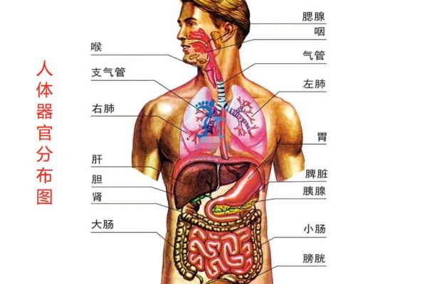 人體器官分布圖