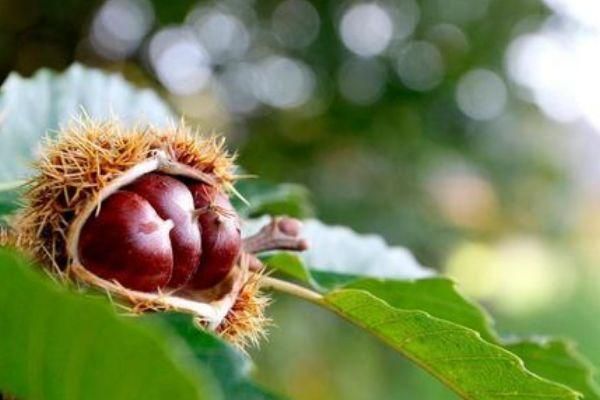 女性經(jīng)期，這4種“零食”不妨多吃，好吃又健康體重也會悄悄降