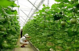 舟山殼寡糖：探索一種美味又健康的糖分替代品