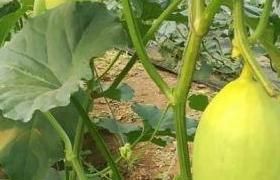 揭陽殼寡糖科普：探索一種健康美味的糖分替代品