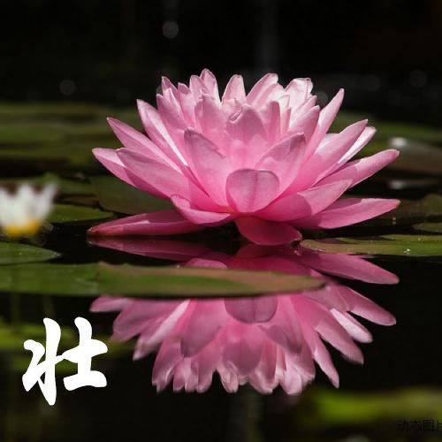 蔡嬋嬙