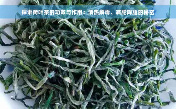 探索荷葉茶的功效與作用：清熱解毒、減肥降脂的秘密