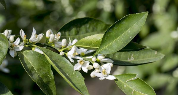 橙子種植全程揭秘（橙子開花和結(jié)果的時(shí)間及種植要點(diǎn)詳解）