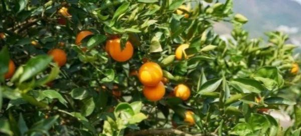 橙子種植全程揭秘（橙子開花和結(jié)果的時(shí)間及種植要點(diǎn)詳解）