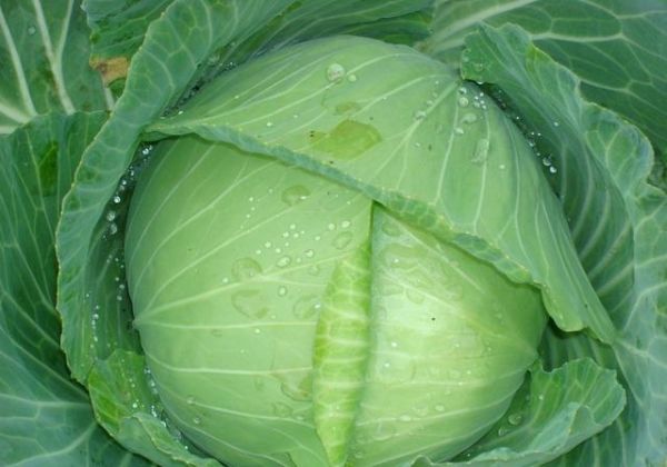 吃卷心菜有哪些好處？如何食用，才能最大發(fā)揮它營養(yǎng)成份？