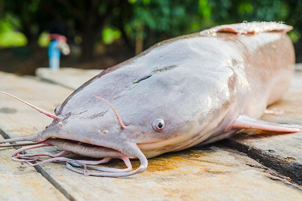鯰魚1.jpg